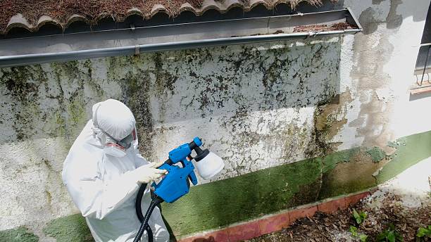 Top rated local Mold Remediation specialists in Deer Park, TX